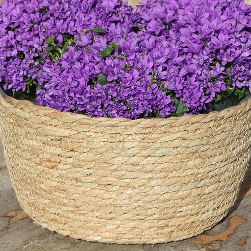 Campanula Addenda Violet I Flettet Kurv Med Vandbeholder