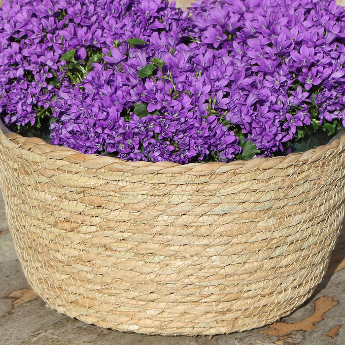 Campanula Addenda Violet I Flettet Kurv Med Vandbeholder