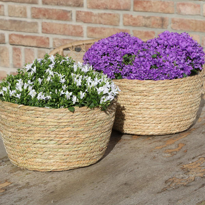 Campanula Addenda Violet I Flettet Kurv Med Vandbeholder