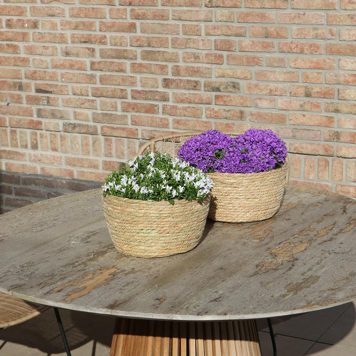 Campanula Addenda Violet I Flettet Kurv Med Vandbeholder