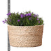 Campanula Addenda Violet I Flettet Kurv Med Vandbeholder
