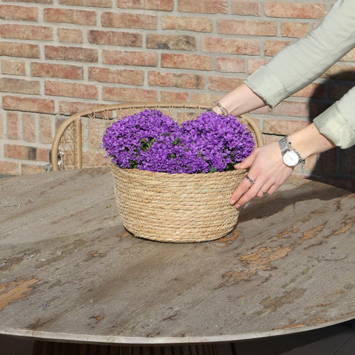 Campanula Addenda Violet I Flettet Kurv Med Vandbeholder