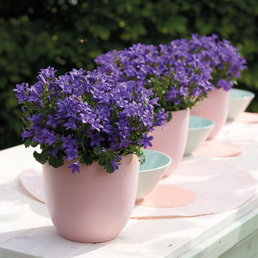 Campanula Addenda Violet - Sæt Med 6 Planter Facadier