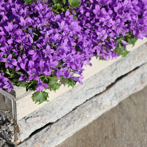 Campanula Addenda Violet - Sæt Med 6 Planter Facadier