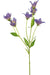 Lilla Silke Campanula