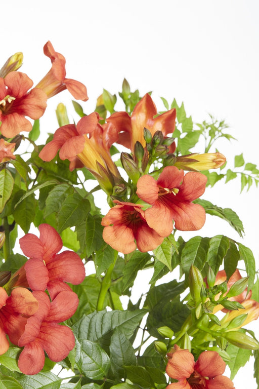 Campsis Summer Jazz 'Ild Trumpet'