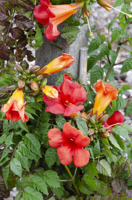 Campsis Summer Jazz 'Ild Trumpet'