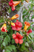 Campsis Summer Jazz 'Ild Trumpet'
