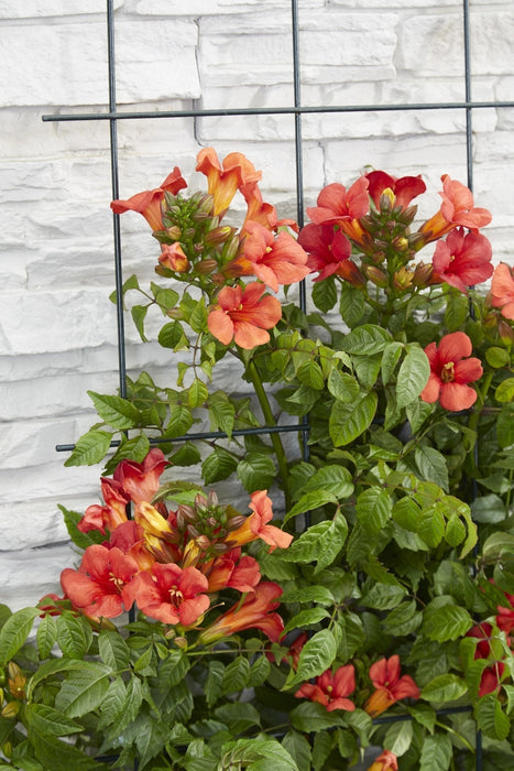Campsis Summer Jazz 'Ild Trumpet'