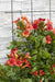 Campsis Summer Jazz 'Ild Trumpet'