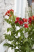 Campsis Summer Jazz 'Ild Trumpet'