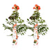 Campsis Summer Jazz 'Ild Trumpet'