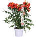 Campsis Summer Jazz 'Ild Trumpet'