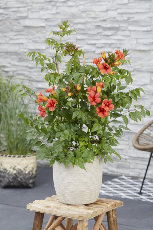 Campsis Summer Jazz 'Ild Trumpet'