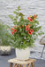 Campsis Summer Jazz 'Ild Trumpet'