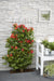 Campsis Summer Jazz 'Ild Trumpet'