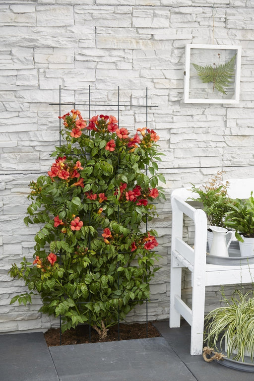Campsis Summer Jazz 'Ild Trumpet'