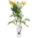 Campsis Summer Jazz 'Gold Trumpet'
