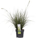 Carex Bruniena 'Variegata' - ↨30Cm - Ø14 - Græsser - Udendørs Plante