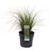 Carex Bruniena 'Variegata' - ↨30Cm - Ø14 - Græsser - Udendørs Plante