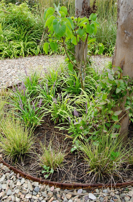 Carex Bruniena 'Variegata' - ↨30Cm - Ø14 - Græsser - Udendørs Plante