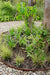 Carex Bruniena 'Variegata' - ↨30Cm - Ø14 - Græsser - Udendørs Plante