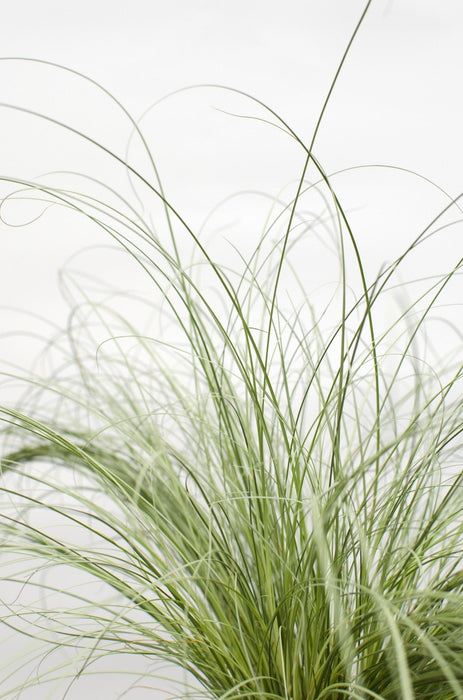 Carex Comans 'Frosted Curls' - ↨30Cm - Ø14 - Græs - Udendørs Plante