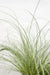 Carex Comans 'Frosted Curls' - ↨30Cm - Ø14 - Græs - Udendørs Plante