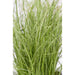 Carex Comans 'Frosted Curls' - ↨30Cm - Ø14 - Græs - Udendørs Plante