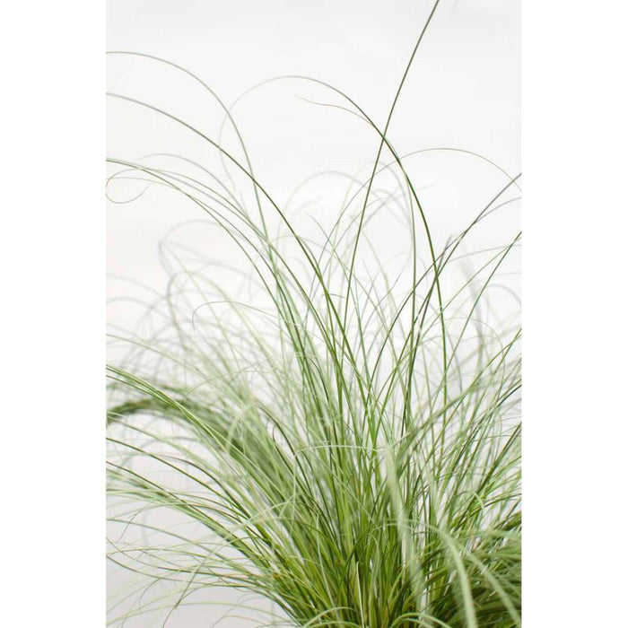 Carex Comans 'Frosted Curls' - ↨30Cm - Ø14 - Græs - Udendørs Plante