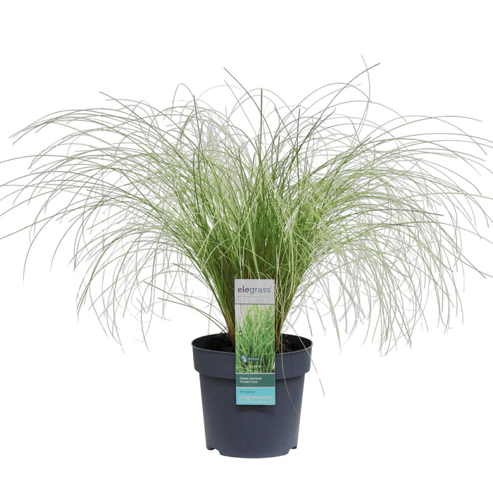 Carex Comans 'Frosted Curls' - ↨30Cm - Ø14 - Græs - Udendørs Plante
