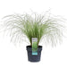 Carex Comans 'Frosted Curls' - ↨30Cm - Ø14 - Græs - Udendørs Plante