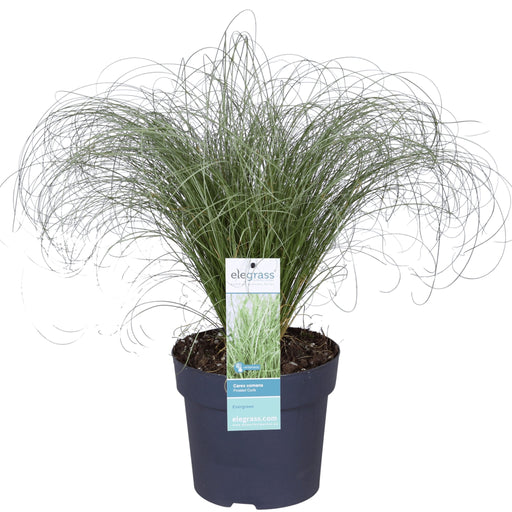 Carex Comans 'Frosted Curls' - ↨30Cm - Ø14 - Græs - Udendørs Plante