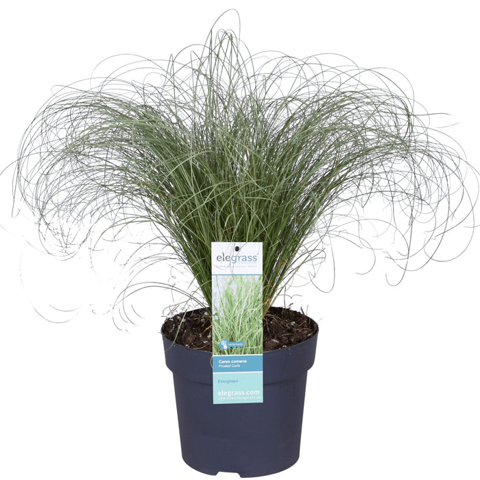 Carex Comans 'Frosted Curls' - ↨30Cm - Ø14 - Græs - Udendørs Plante