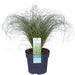Carex Comans 'Frosted Curls' - ↨30Cm - Ø14 - Græs - Udendørs Plante