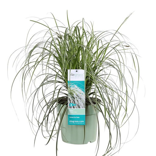 Sedge 'Feather Falls'