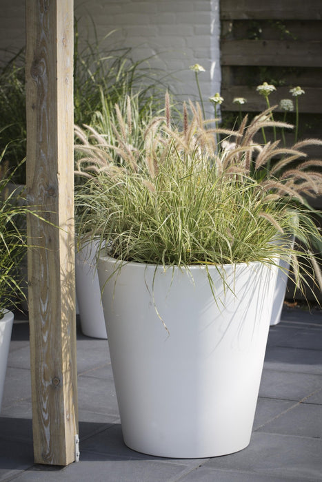 Sedge 'Feather Falls'