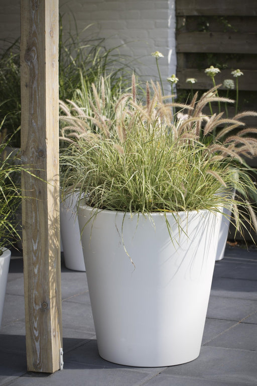 Sedge 'Feather Falls'