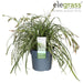 Sedge 'Feather Falls'