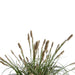 Sedge 'Feather Falls'