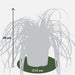 Sedge 'Feather Falls'
