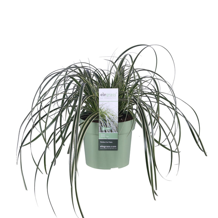 Sedge 'Feather Falls'