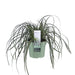 Sedge 'Feather Falls'