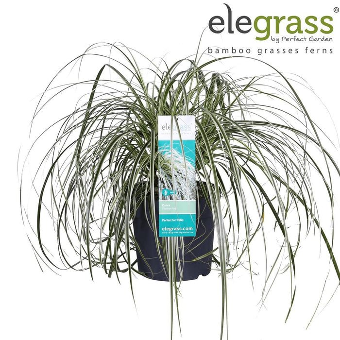 Sedge 'Feather Falls'