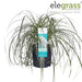 Sedge 'Feather Falls'