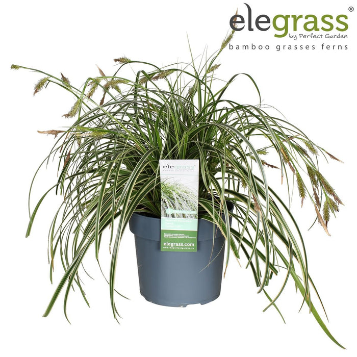 Sedge 'Feather Falls'