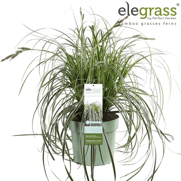 Sedge 'Feather Falls'