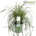 Sedge 'Feather Falls'