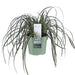 Sedge 'Feather Falls'