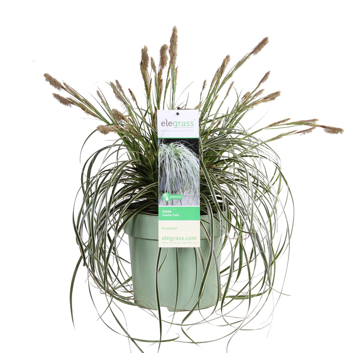 Sedge 'Feather Falls'